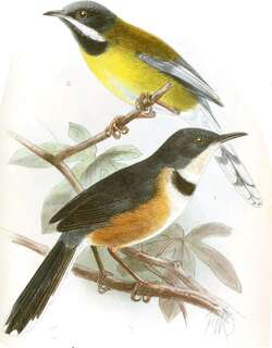 黑领娇莺 / Black-collared Apalis / Oreolais pulcher