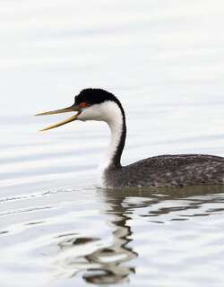 北美䴙䴘 / Western Grebe / Aechmophorus occidentalis