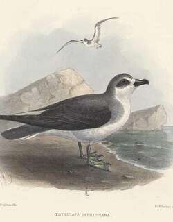 迪氏圆尾鹱 / De Filippi’s Petrel / Pterodroma defilippiana