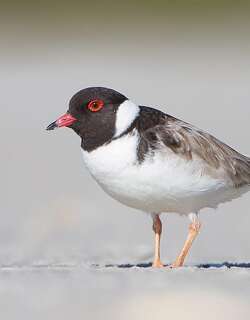 黑头鸻 / Hooded Dotterel / Thinornis cucullatus