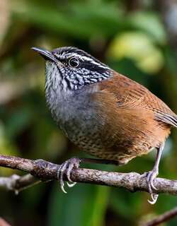 蒙奇克林鹩 / Munchique Wood Wren / Henicorhina negreti