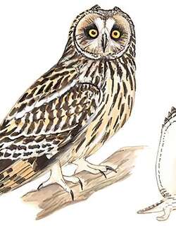 短耳鸮 / Short-eared Owl / Asio flammeus