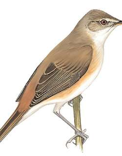 芦苇莺 / Eurasian Reed Warbler / Acrocephalus scirpaceus