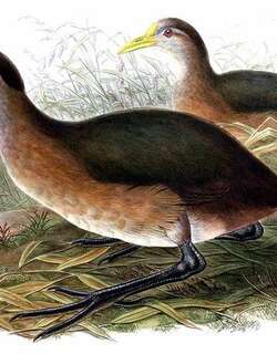 新几内亚秧鸡 / New Guinea Flightless Rail / Megacrex inepta