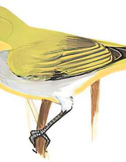 灰腹绣眼鸟 / Indian White-eye / Zosterops palpebrosus