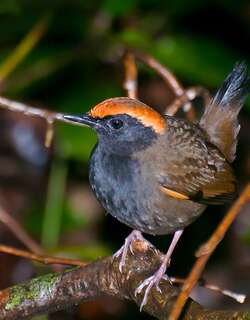 棕顶蚁鸫 / Rufous-capped Antthrush / Formicarius colma