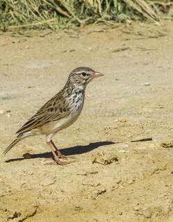 马岛歌百灵 / Madagascan Lark / Eremopterix hova
