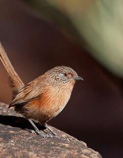 乌草鹩莺 / Dusky Grasswren / Amytornis purnelli