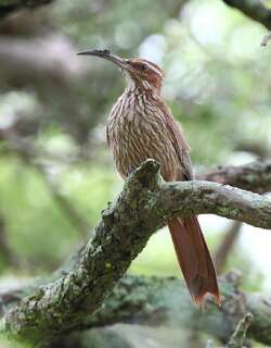 弯嘴䴕雀 / Scimitar-billed Woodcreeper / Drymornis bridgesii