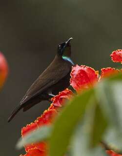 绿喉花蜜鸟 / Green-throated Sunbird / Chalcomitra rubescens