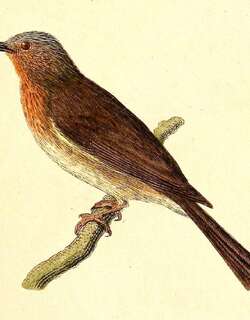 菲律宾鹎 / Philippine Bulbul / Hypsipetes philippinus