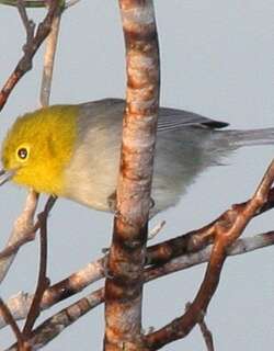 黄头灰森莺 / Yellow-headed Warbler / Teretistris fernandinae
