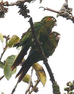 黄翅鹦哥 / Sulphur-winged Parakeet / Pyrrhura hoffmanni