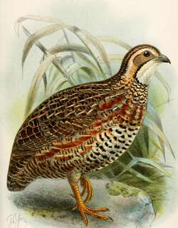 谢氏鹧鸪 / Shelley’s Francolin / Scleroptila shelleyi
