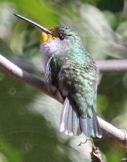 白腹蜂鸟 / White-bellied Hummingbird / Elliotomyia chionogaster