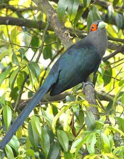 棕腹地鹃 / Chestnut-bellied Malkoha / Phaenicophaeus sumatranus