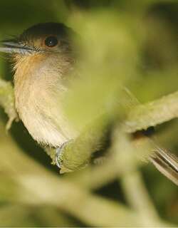 褐小蓬头䴕 / Brown Nunlet / Nonnula brunnea