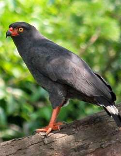 青灰南美鵟 / Slate-colored Hawk / Buteogallus schistaceus