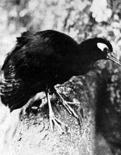 裸脸秧鸡 / Blue-faced Rail / Gymnocrex rosenbergii