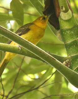 橙冠拟鹂 / Orange-crowned Oriole / Icterus auricapillus