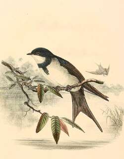 黑领燕 / Black-collared Swallow / Atticora melanoleuca