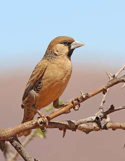 群织雀 / Sociable Weaver / Philetairus socius