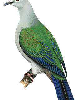 斯兰皇鸠 / Seram Imperial Pigeon / Ducula neglecta