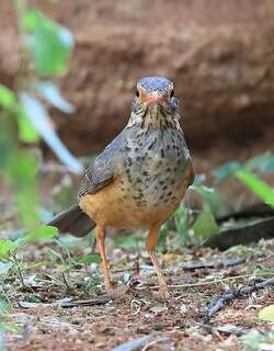 非洲裸眼鸫 / Bare-eyed Thrush / Turdus tephronotus