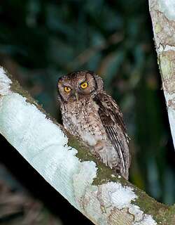 黑顶角鸮 / Black-capped Screech Owl / Megascops atricapilla
