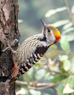褐额啄木鸟 / Brown-fronted Woodpecker / Dendrocoptes auriceps