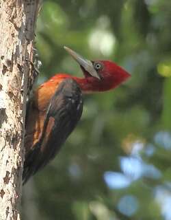 红颈啄木鸟 / Red-necked Woodpecker / Campephilus rubricollis