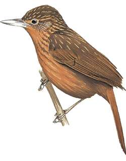 玻利维亚拾叶雀 / Bolivian Recurvebill / Syndactyla striata