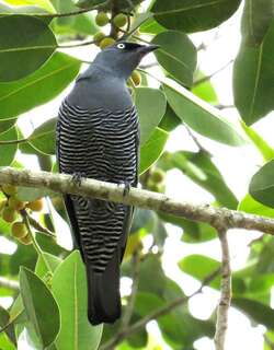 黄眼鹃鵙 / Barred Cuckooshrike / Coracina lineata