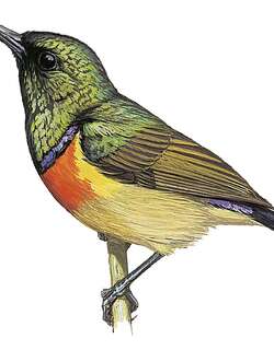 摩氏花蜜鸟 / Moreau’s Sunbird / Cinnyris moreaui