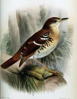 黄胸地鸫 / Fawn-breasted Thrush / Zoothera machiki