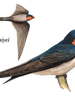 洋斑燕 / Pacific Swallow / Hirundo tahitica