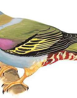 黄脚绿鸠 / Yellow-footed Green Pigeon / Treron phoenicopterus