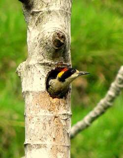 华美啄木鸟 / Beautiful Woodpecker / Melanerpes pulcher