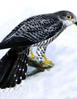 马岛斑隼 / Banded Kestrel / Falco zoniventris