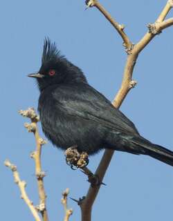 黑丝鹟 / Phainopepla / Phainopepla nitens