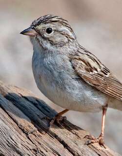 布氏雀鹀 / Brewer’s Sparrow / Spizella breweri