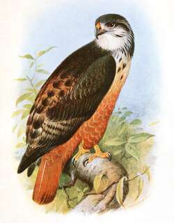 索马里鵟 / Archer’s Buzzard / Buteo archeri
