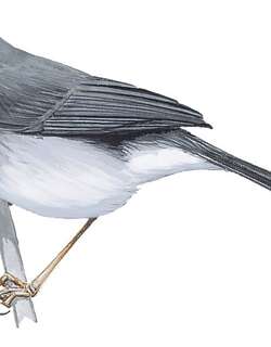卡波波娇莺 / Kabobo Apalis / Apalis kaboboensis