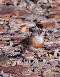 栗胸白脸刺莺 / Chestnut-breasted Whiteface / Aphelocephala pectoralis