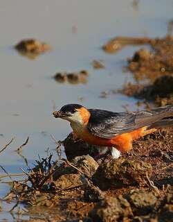 塞内加尔燕 / Mosque Swallow / Cecropis senegalensis