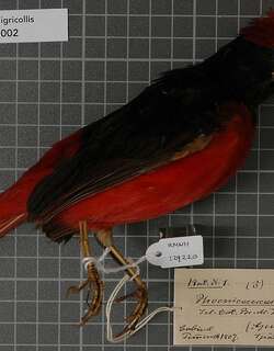 黑颈红伞鸟 / Black-necked Red Cotinga / Phoenicircus nigricollis