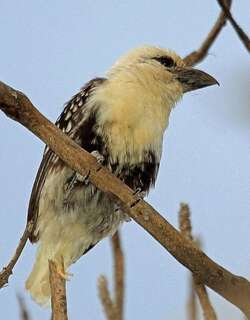 斑拟啄木 / White-headed Barbet / Lybius leucocephalus