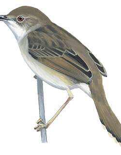 沸声扇尾莺 / Bubbling Cisticola / Cisticola bulliens