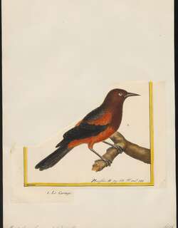 马提拟鹂 / Martinique Oriole / Icterus bonana