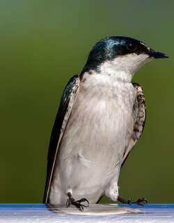 红树燕 / Mangrove Swallow / Tachycineta albilinea